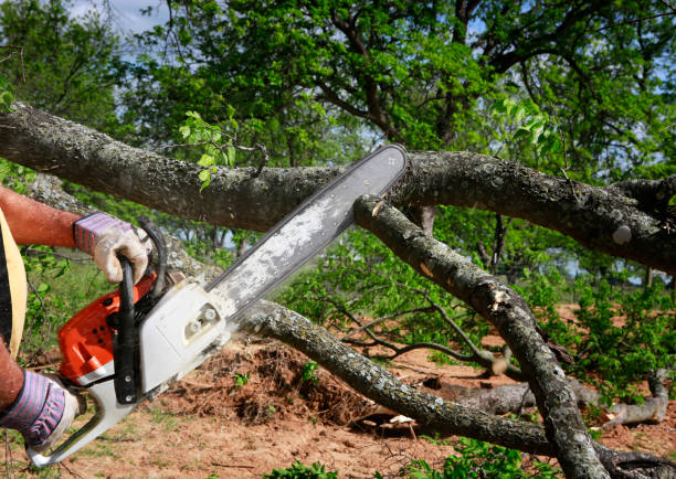 Best Tree Root Removal  in Bell, CA